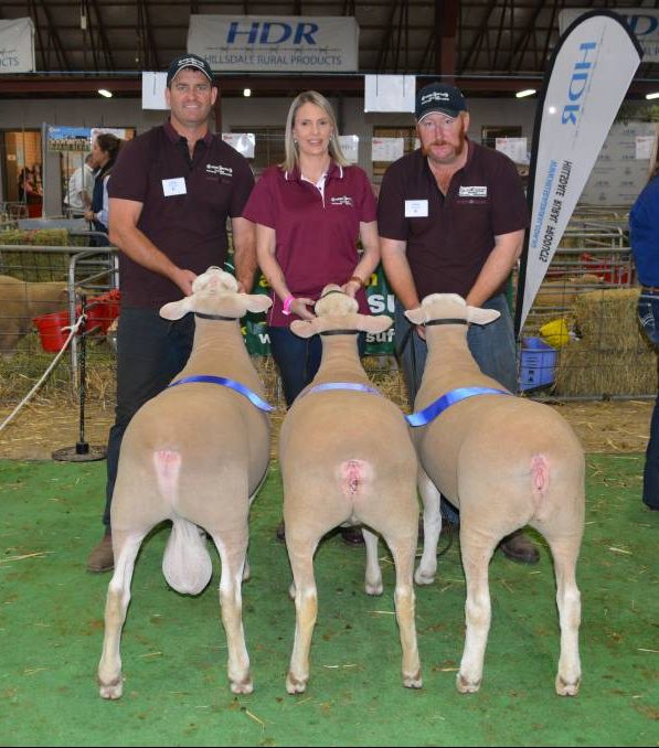 The Sunnybank 45 progeny group from the Rene White Suffolk stud that proved their consistency by taking out the Keith McIntosh Memorial Shield for the White Suffolk sire's progeny group class