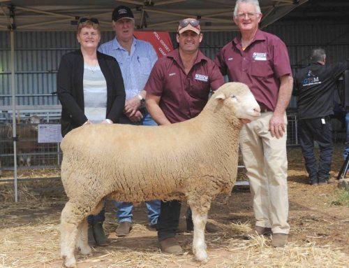 Rene Poll Dorset, White Suffolk and Charollais studs topped at $7000