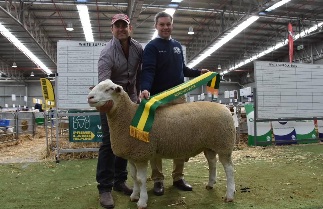 Scott Mitchell, Rene stud, Culcairn, NSW, holds the senior and grand champion ram with judge Chris Badcock, Tas.