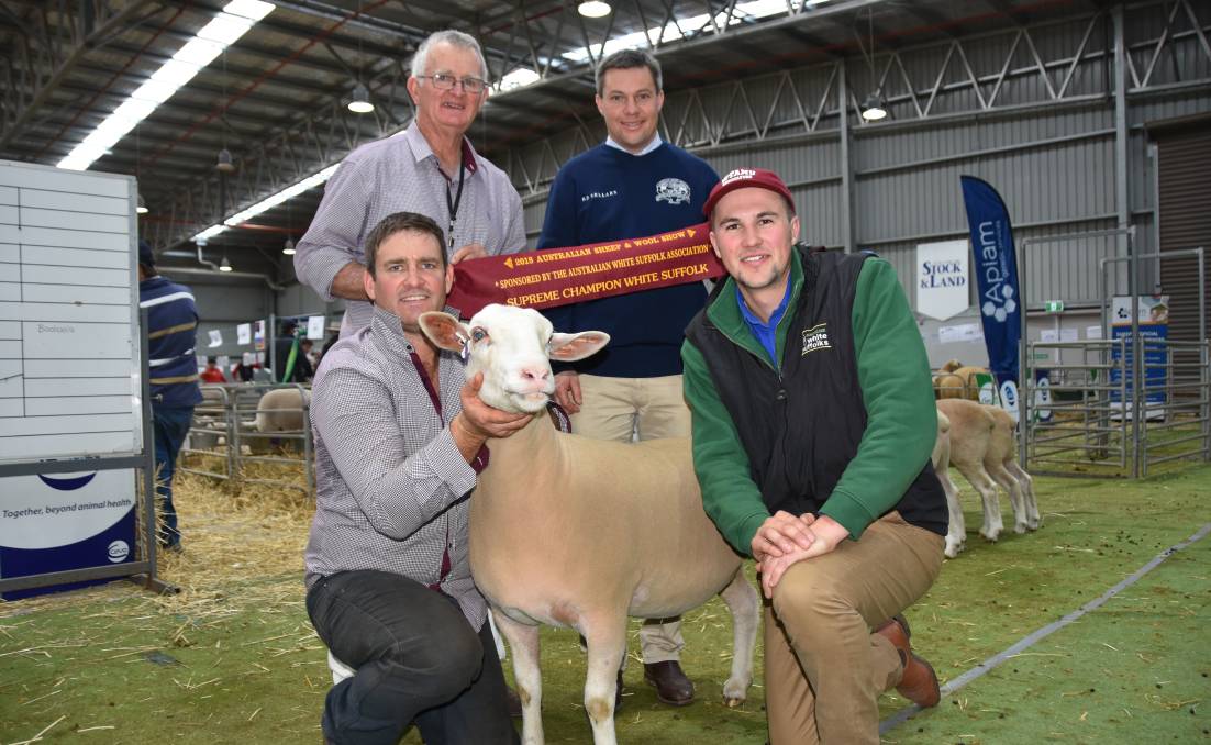 White Suffolk: Scott Mitchell, Rene stud, Culcairn, NSW, holds the supreme exhibit with Doug Mitchell, judge Chris Badcock, Tas, and Brendan Addis, WA.