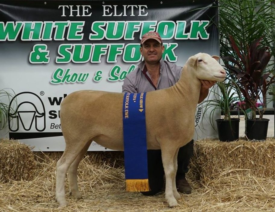 Junior Champion & Grand Champion Ewe