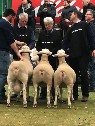 Reserve Champion Interbreed Group of the Bendigo Sheep & Wool Show