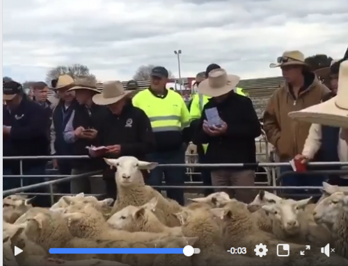 “Sale Yard Record” at Corowa. Rene lambs sired by Rene Rams at $309.20