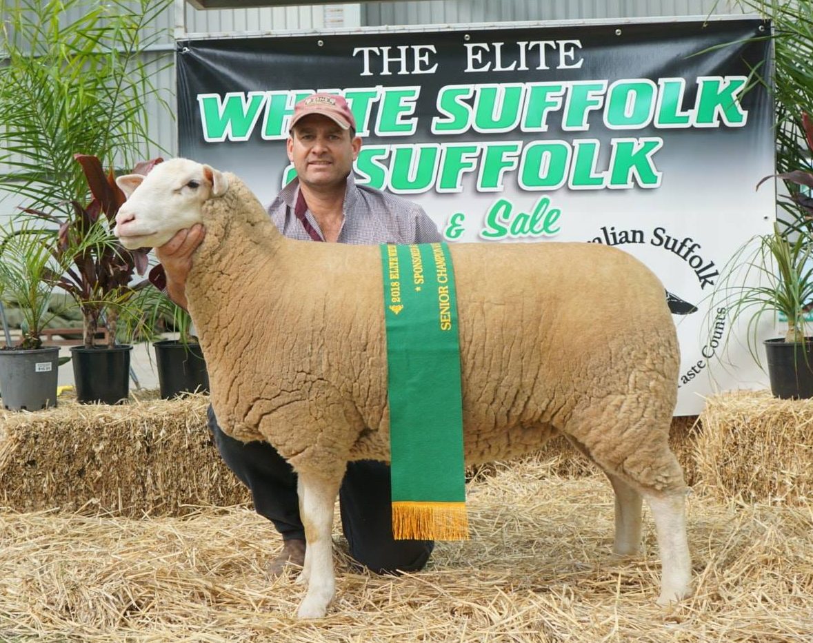 Senior Champion Ewe