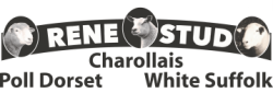 Rene Stud - White Suffolk | Poll Dorset | Charollais