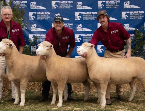 2023 Sheepvention – Hamilton & Western District Sheep Show