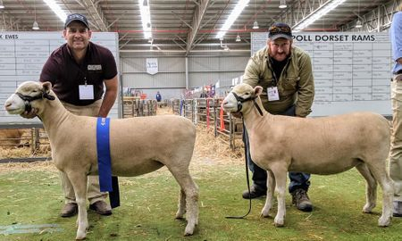 Bendigo Sheep & Wool Show 2019 – Poll Dorsets