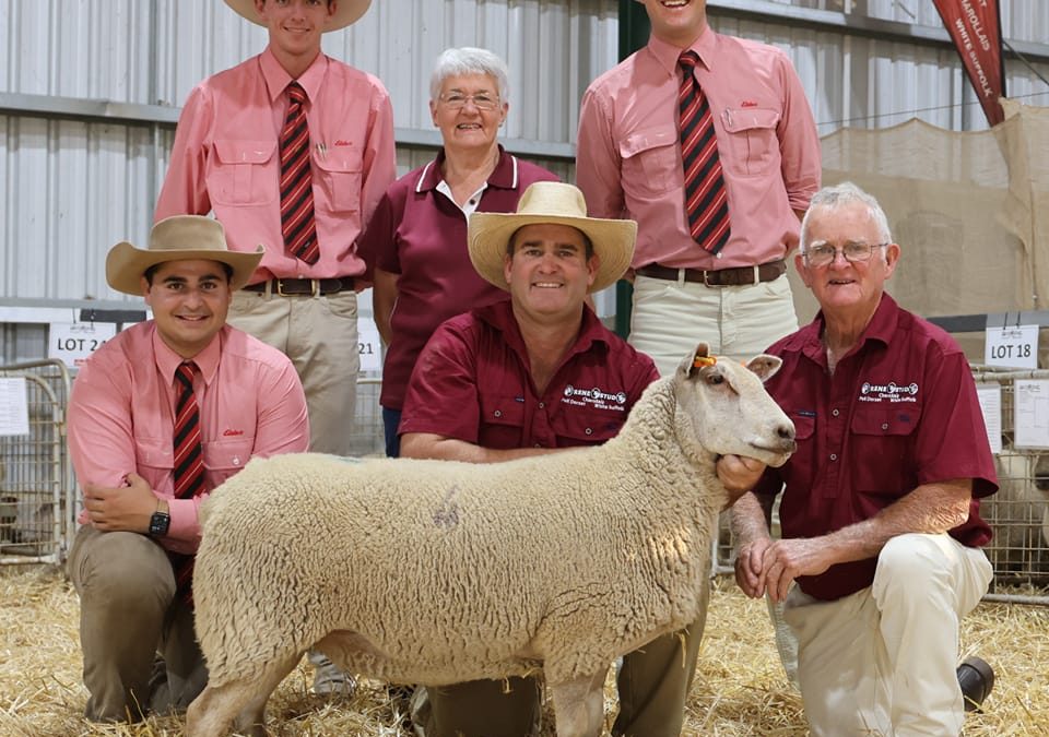 2023 Autumn Charollais Sale