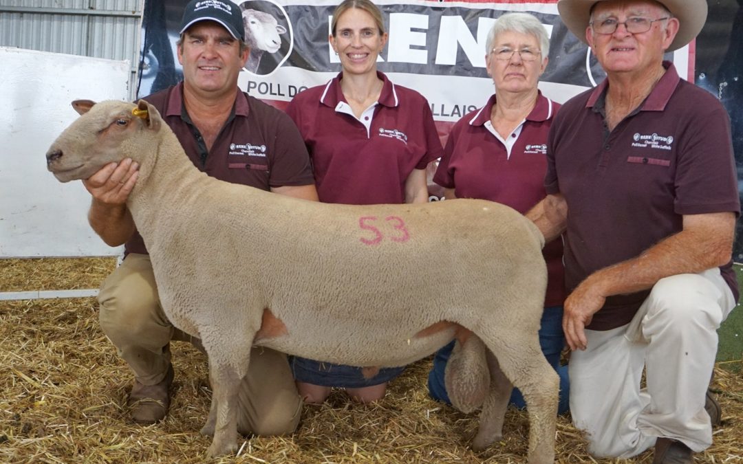 2022 Inaugural Rene Stud Charollais Sale