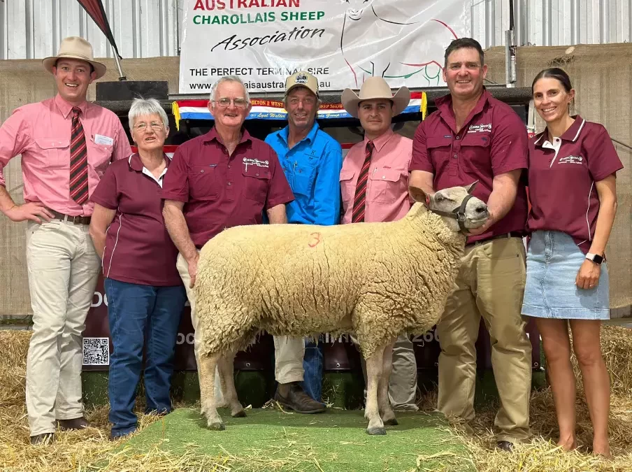A new Australian Charollais ewe record has been set by Rene stud, 2023