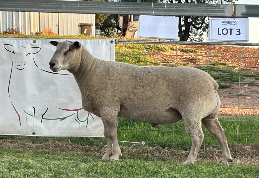 lot 3